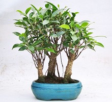 Ficus Retusa Bosco Bonsai  Crespi Bonsai